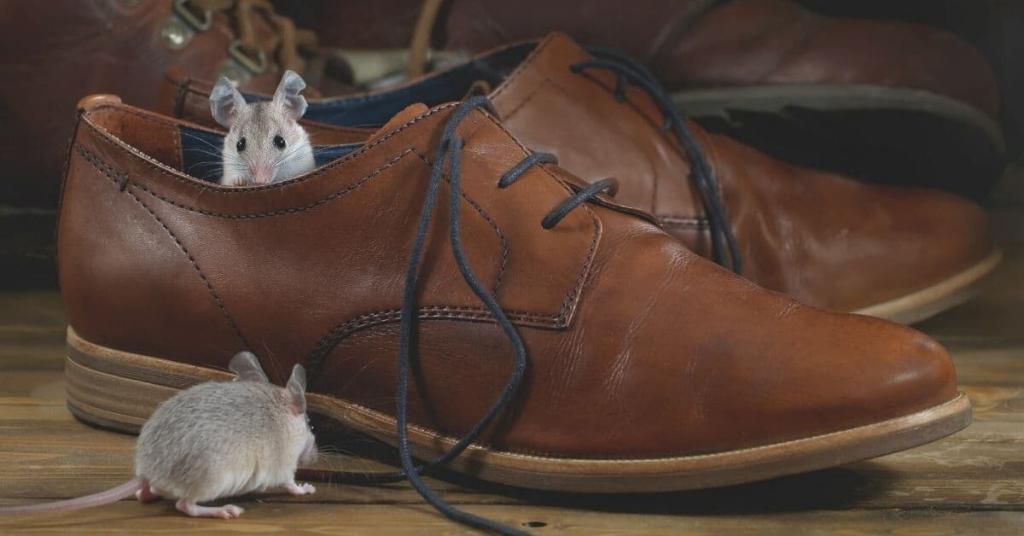 mice in a shoe