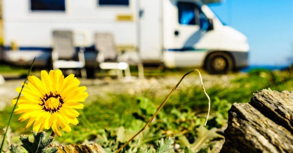 spring flower in front of an RV